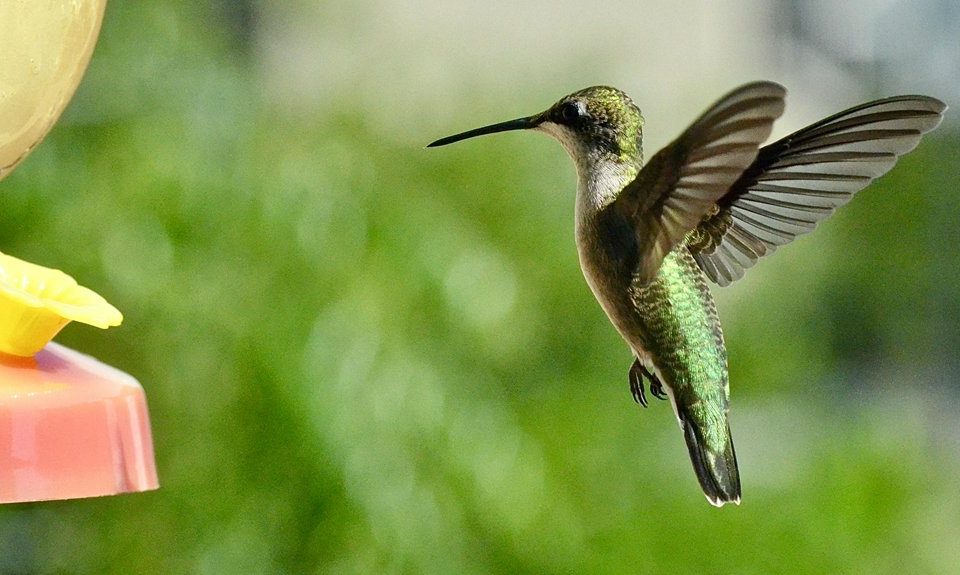 septic tank installation process